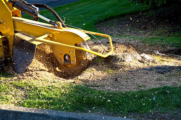 How Our Tree Care Process Works  in Easton, CA